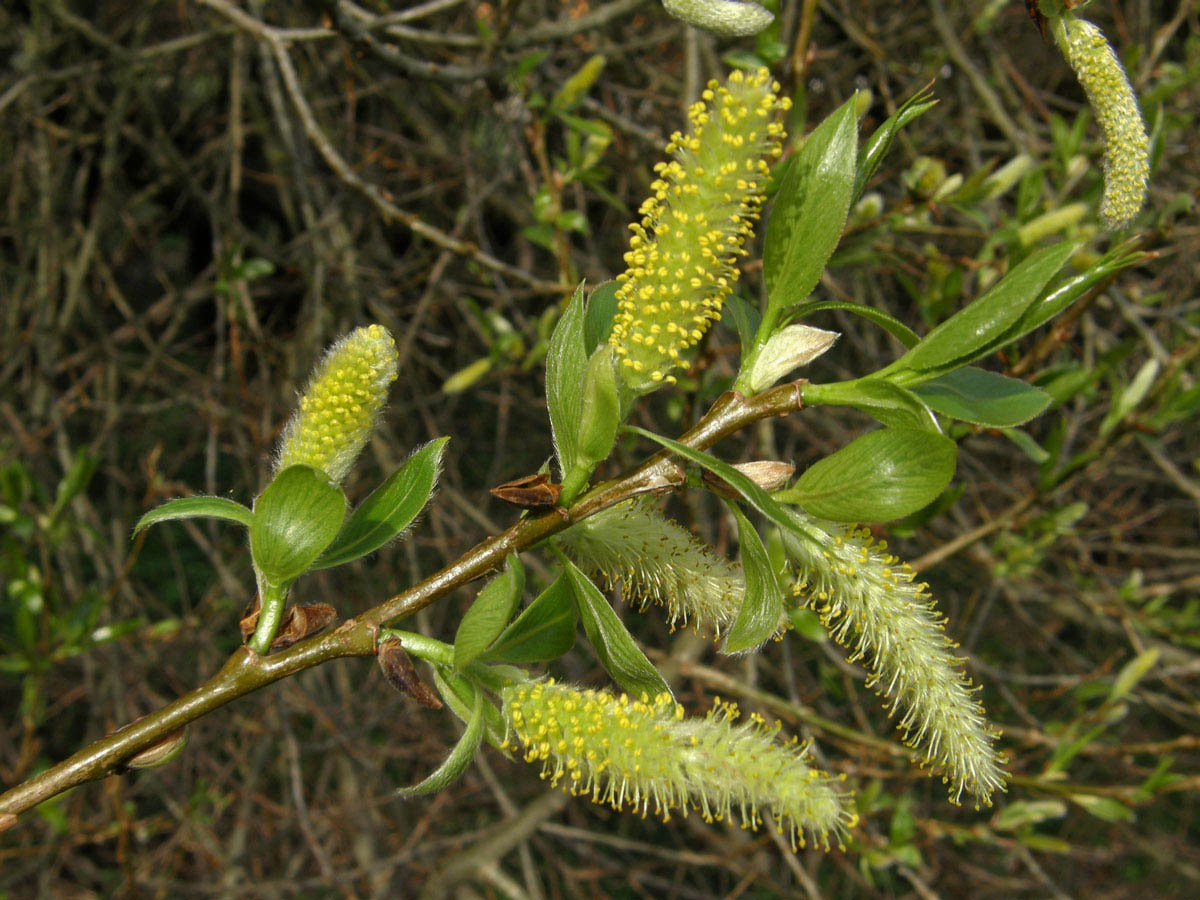 Vrba křehká (Salix fragilis L.)