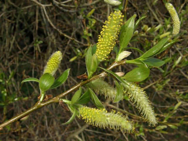 Vrba křehká (Salix fragilis L.)