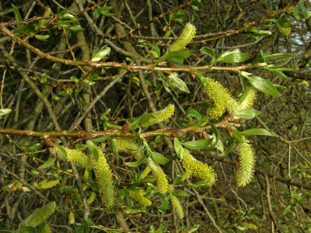 Vrba křehká (Salix fragilis L.)