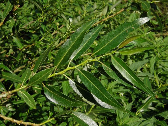 Vrba křehká (Salix fragilis L.)