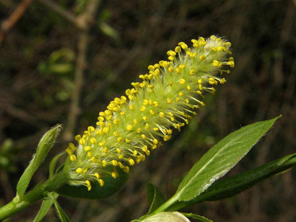 Vrba křehká (Salix fragilis L.)