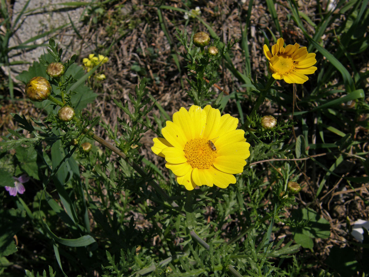 Kopretina věncová (Chrysanthemum coronarium L.)