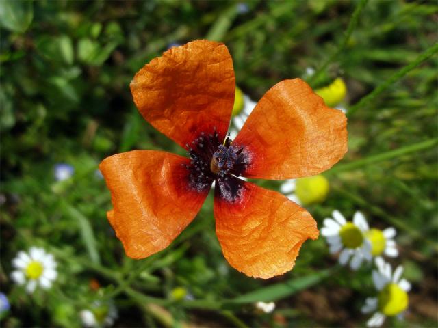 Mák polní (Papaver argemone L.)