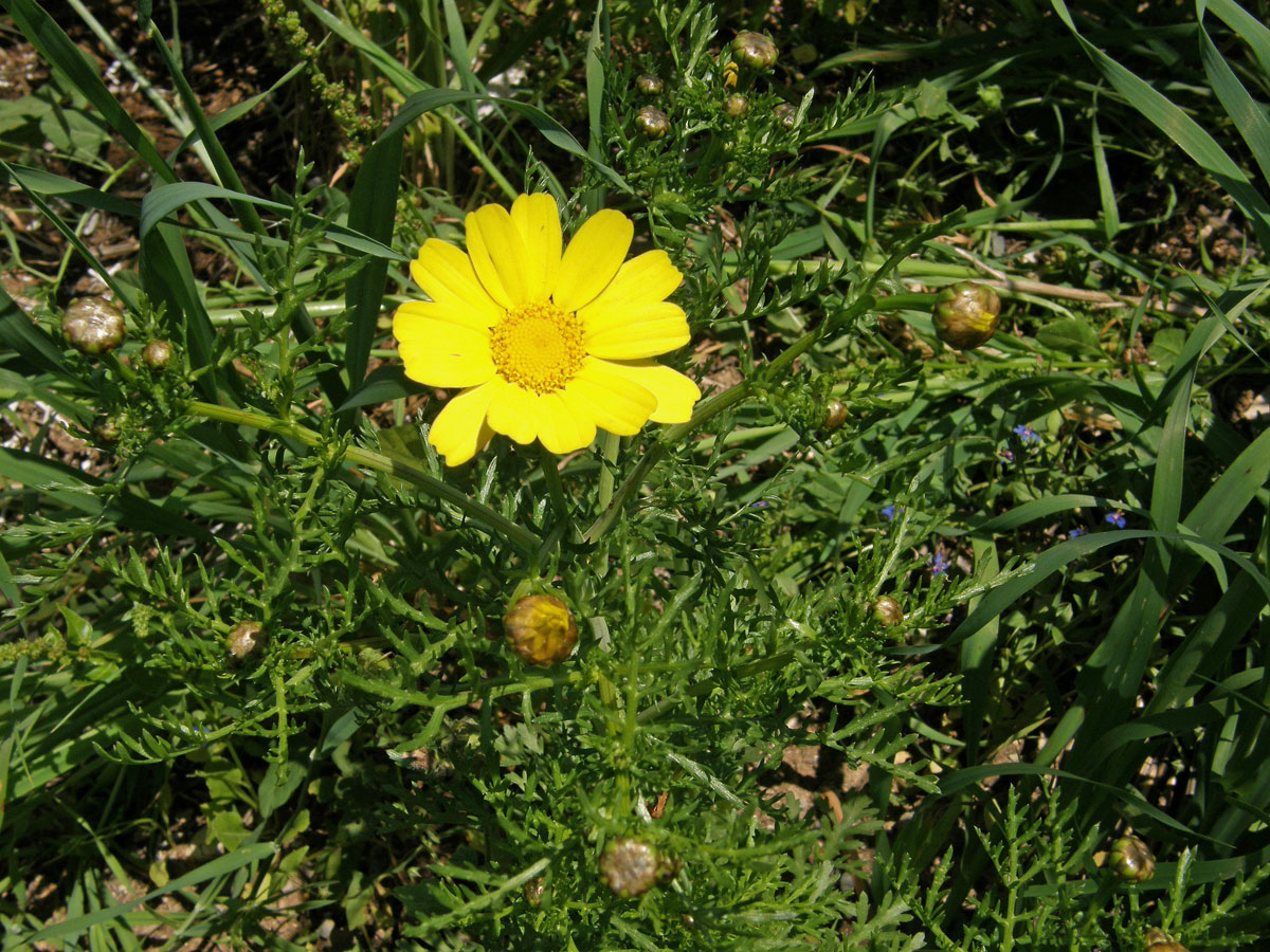 Kopretina věncová (Chrysanthemum coronarium L.)