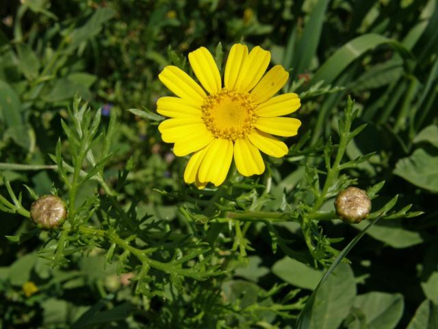 Kopretina věncová (Chrysanthemum coronarium L.)