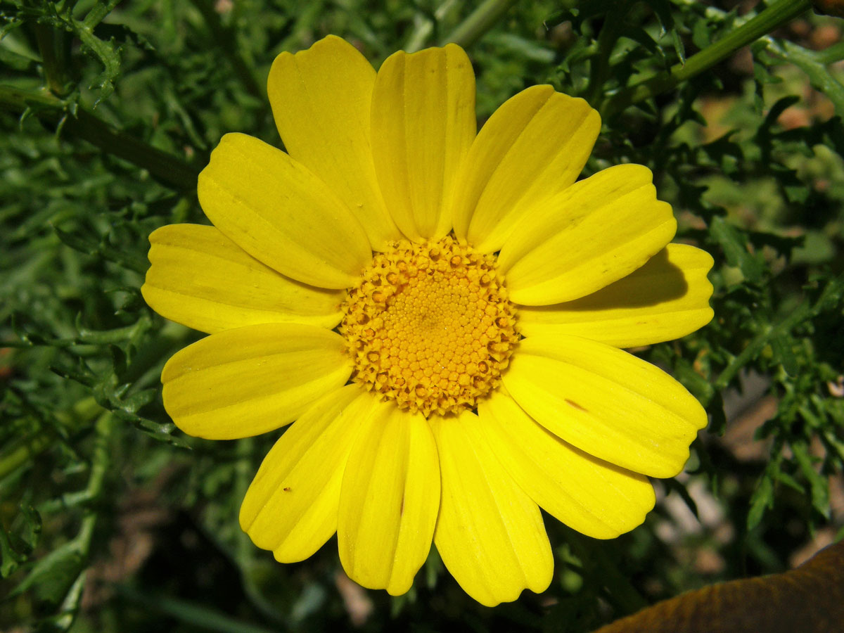 Kopretina věncová (Chrysanthemum coronarium L.)