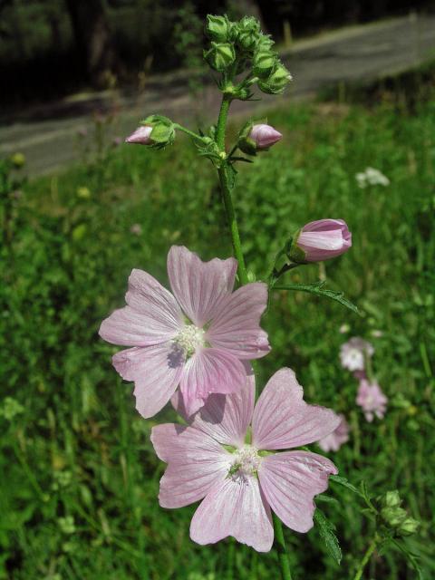 Sléz velkokvětý (Malva alcea L.)