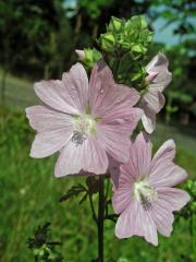 Sléz velkokvětý (Malva alcea L.)