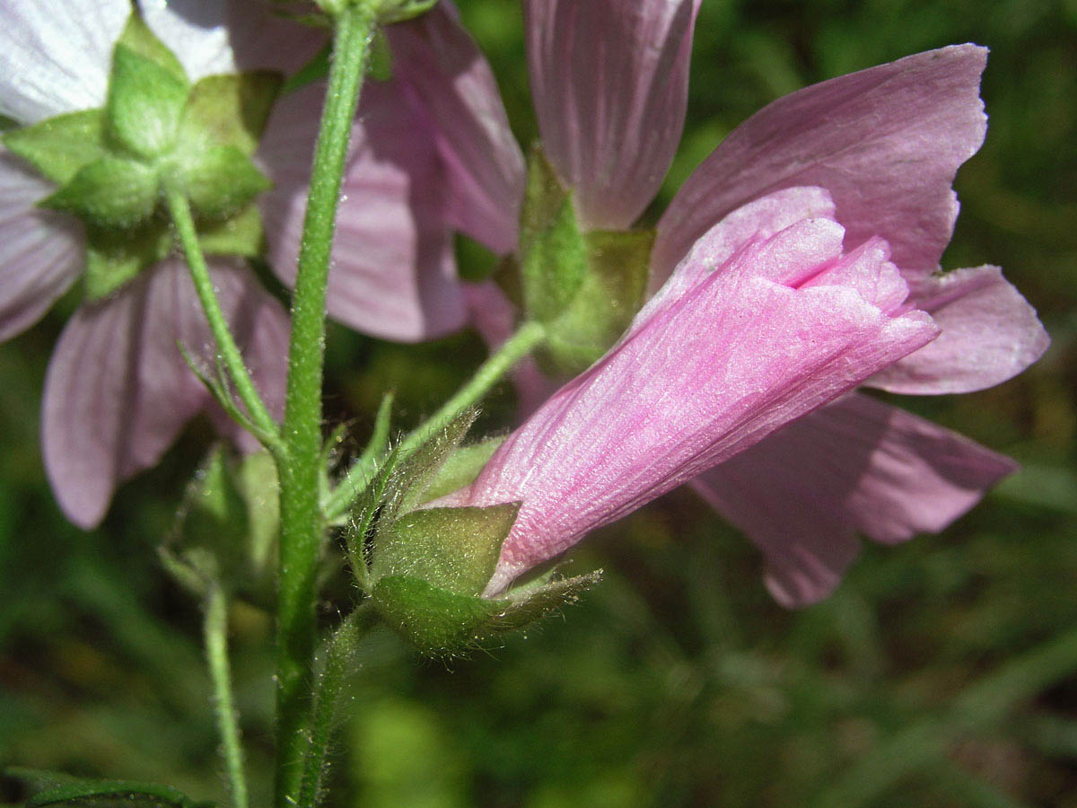 Sléz velkokvětý (Malva alcea L.)