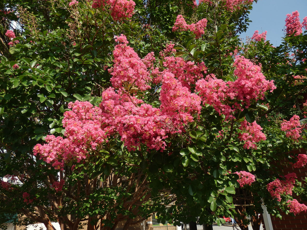 Lagerstroemia indica (L.) Pers.