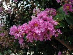 Lagerstroemia indica (L.) Pers.