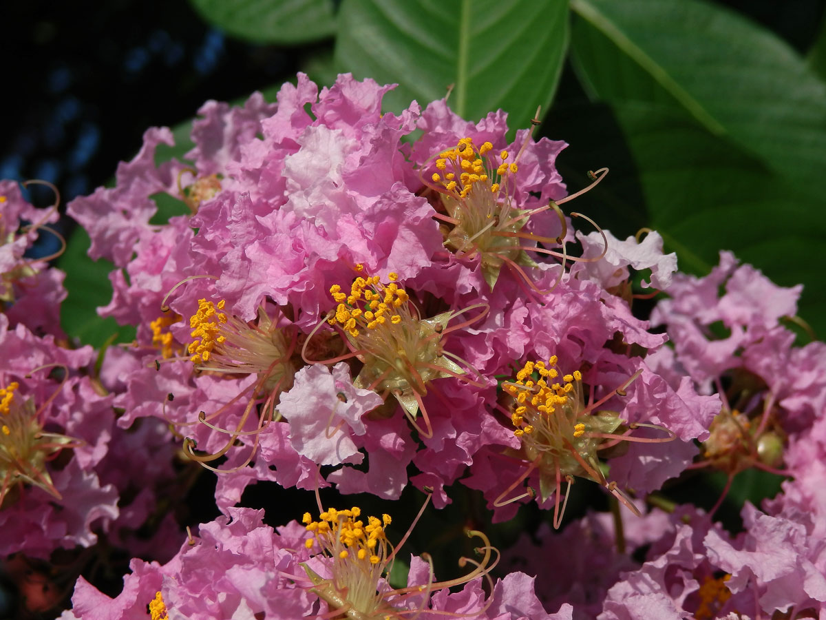 Lagerstroemia indica (L.) Pers.