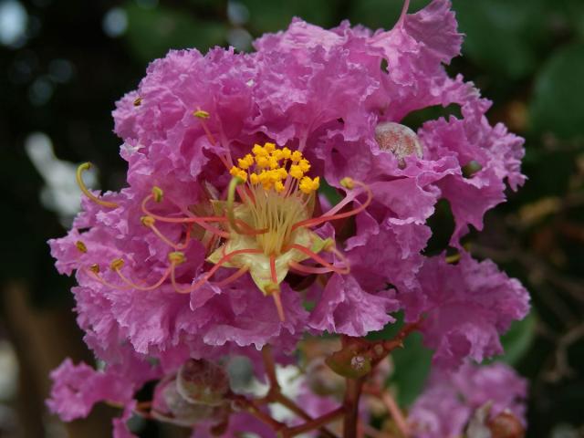 Lagerstroemia indica (L.) Pers.