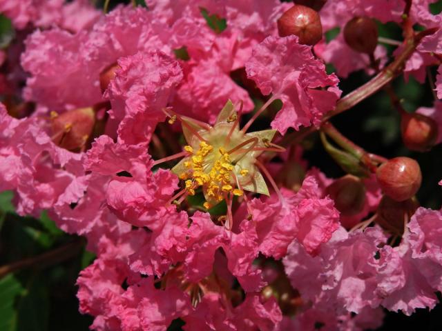 Lagerstroemia indica (L.) Pers.