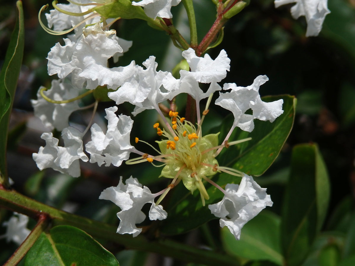 Lagerstroemia indica (L.) Pers.