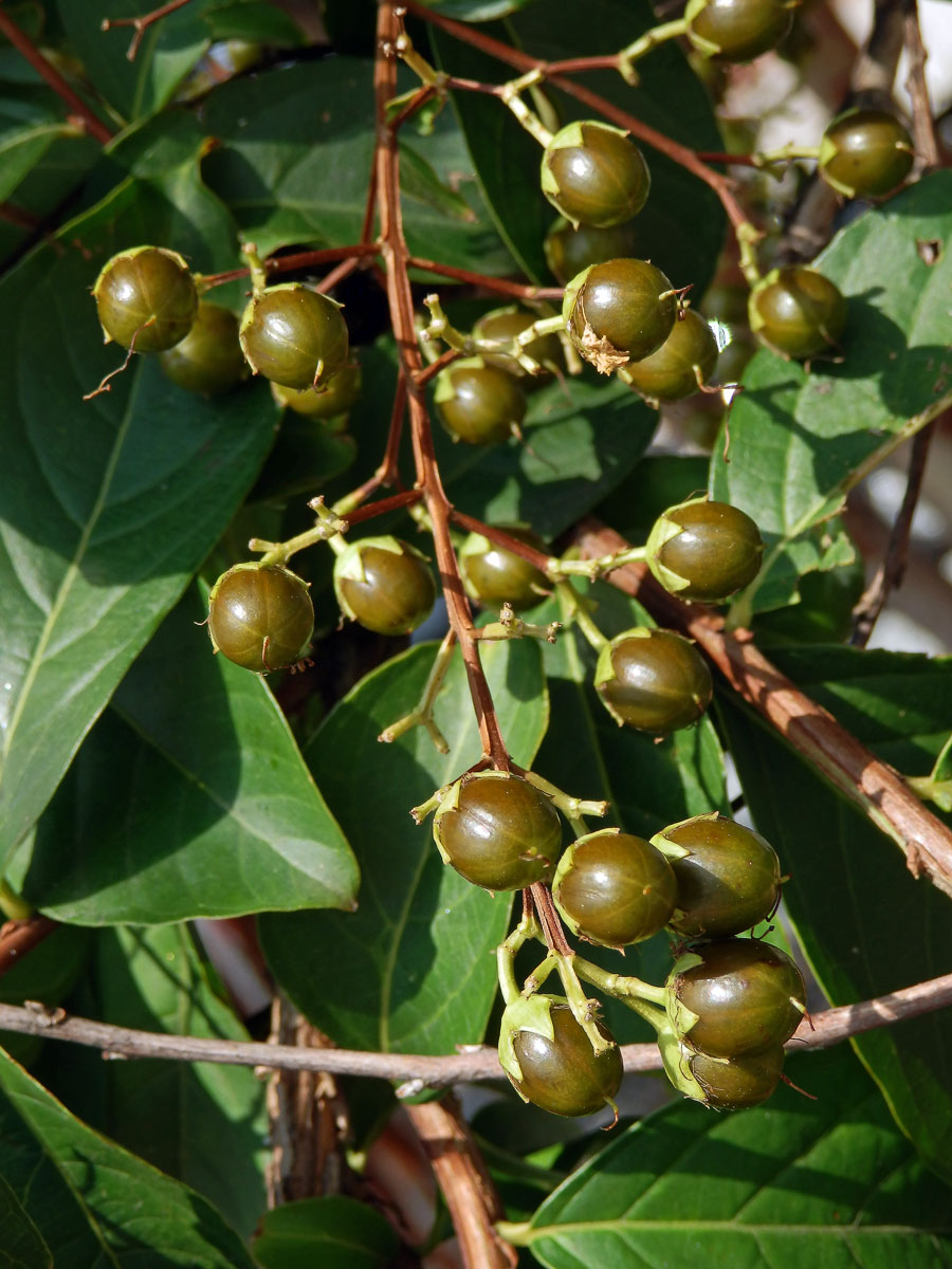 Lagerstroemia indica (L.) Pers.