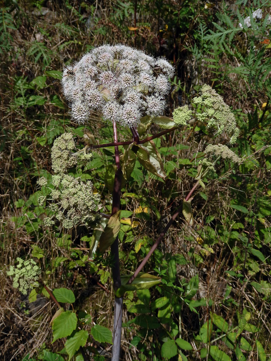 Děhel lesní (Angelica sylvestris L.)