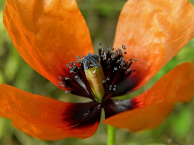 Mák polní (Papaver argemone L.)