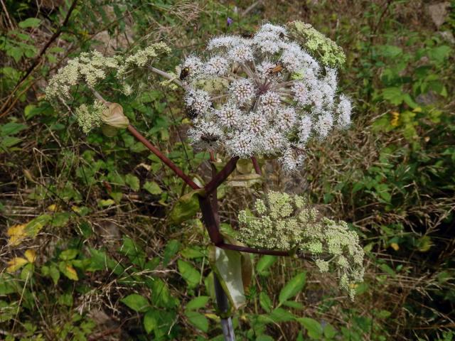 Děhel lesní (Angelica sylvestris L.)