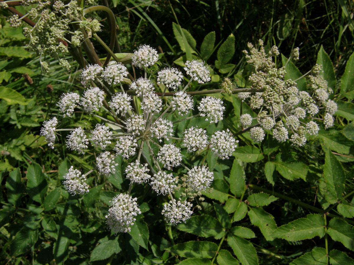 Děhel lesní (Angelica sylvestris L.)