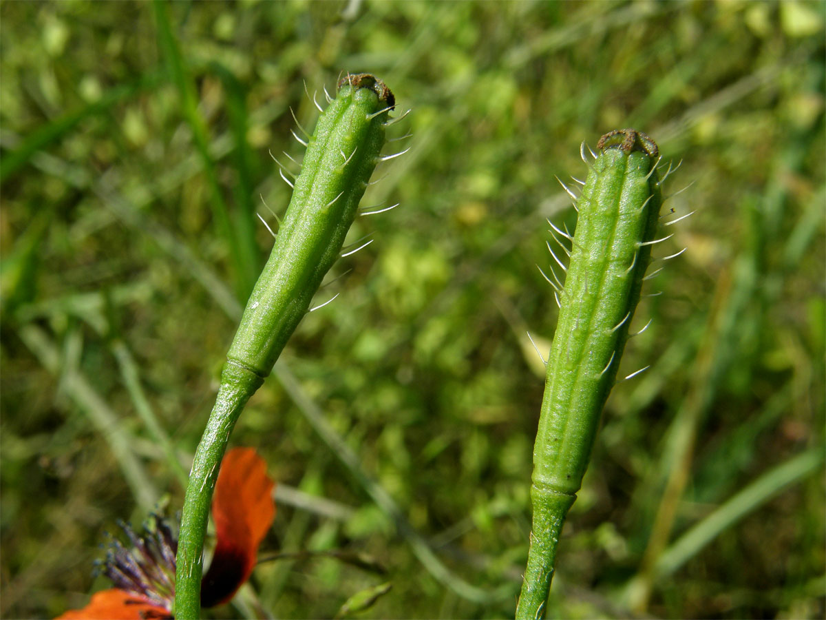 Mák polní (Papaver argemone L.)