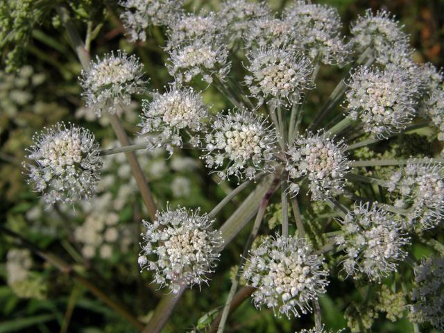 Děhel lesní (Angelica sylvestris L.)