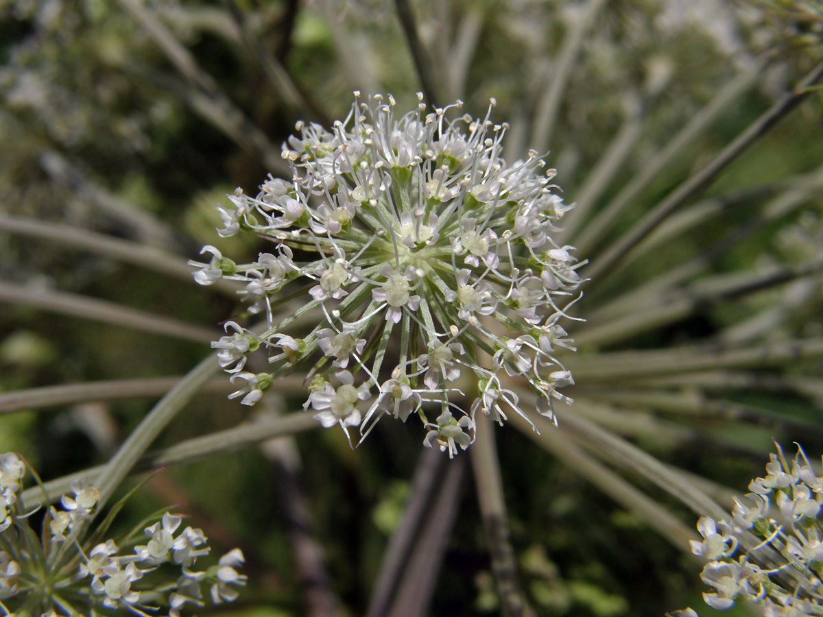 Děhel lesní (Angelica sylvestris L.)