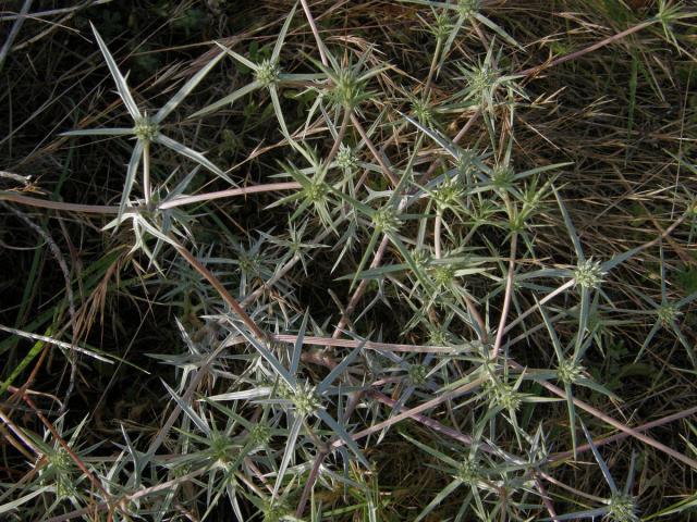 Máčka sivá (Eryngium amethystinum L.)