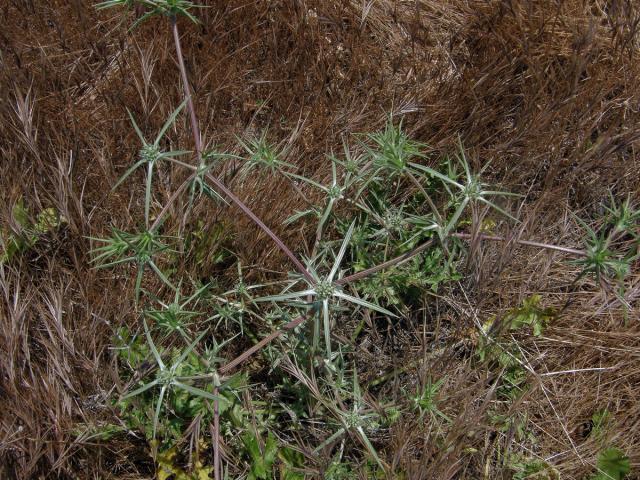 Máčka sivá (Eryngium amethystinum L.)