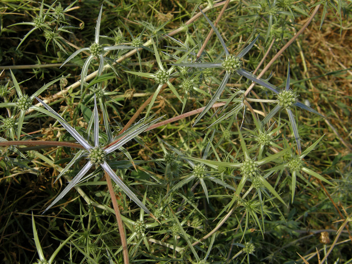 Máčka sivá (Eryngium amethystinum L.)