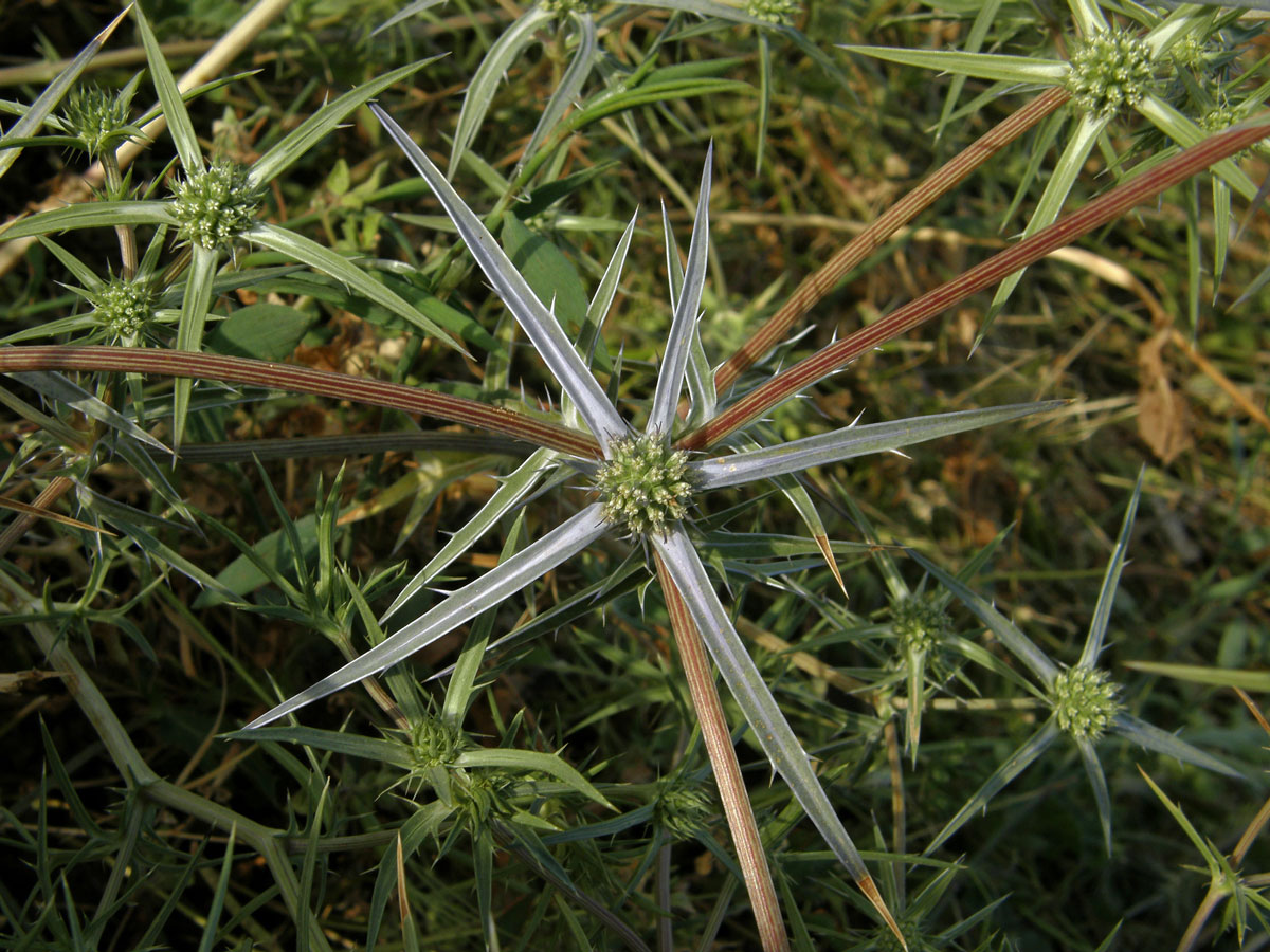 Máčka sivá (Eryngium amethystinum L.)