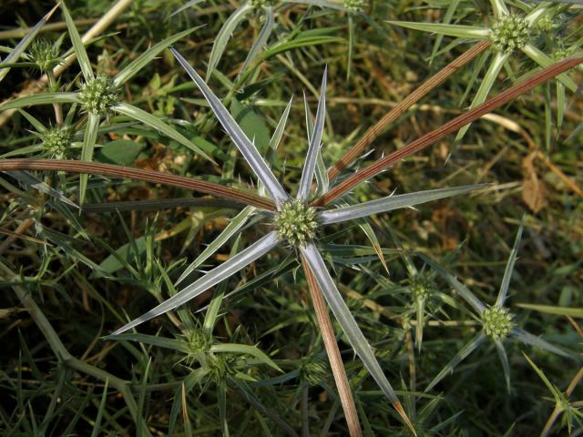 Máčka sivá (Eryngium amethystinum L.)