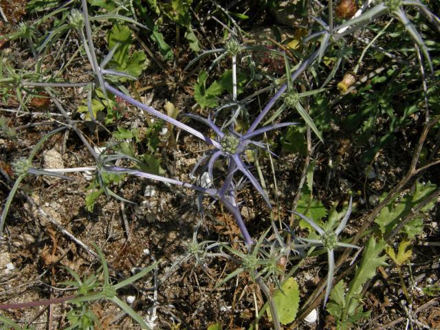 Máčka sivá (Eryngium amethystinum L.)