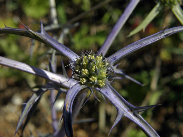 Máčka sivá (Eryngium amethystinum L.)