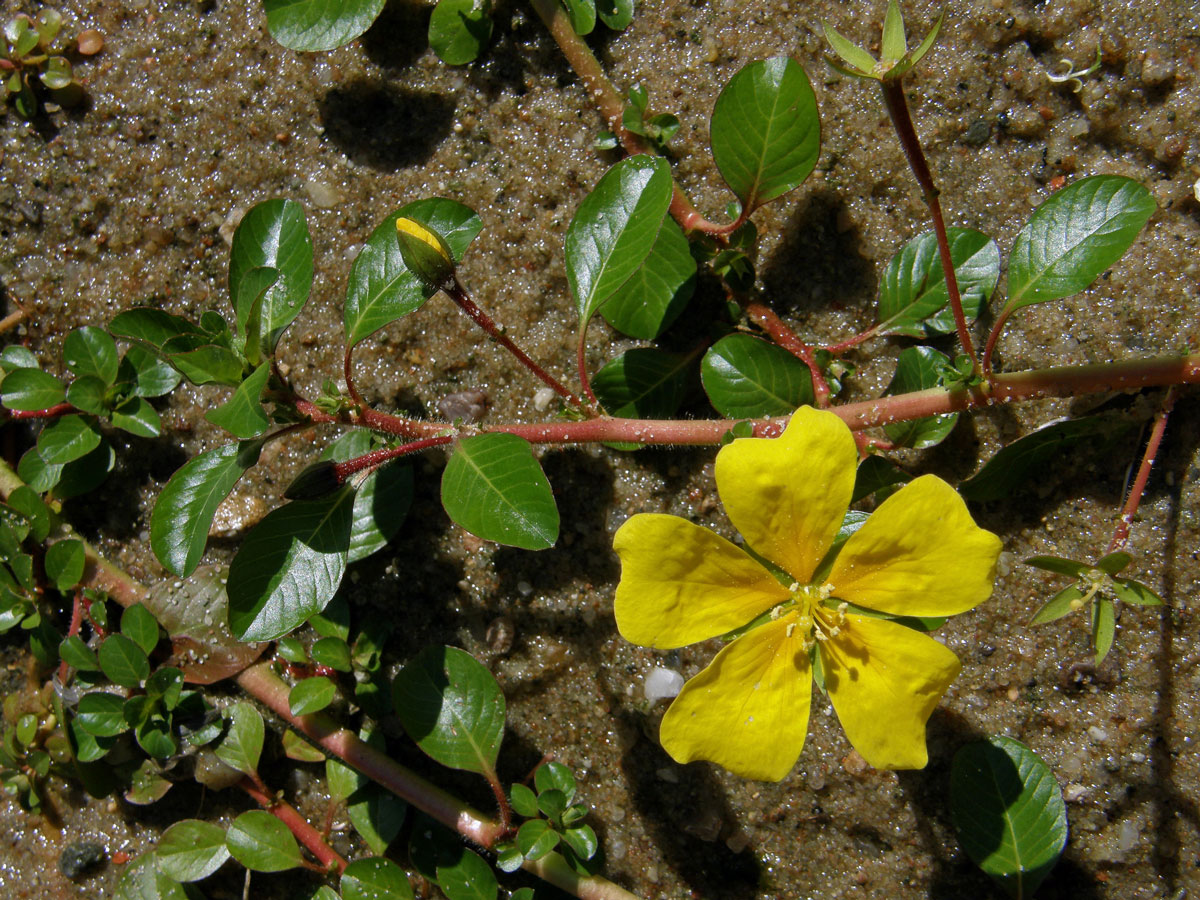 Zakucelka bahenní (Ludwigia palustris (L.) Elliott)