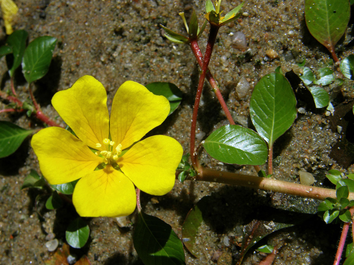 Zakucelka bahenní (Ludwigia palustris (L.) Elliott)