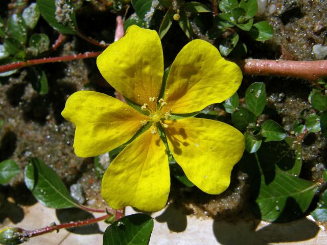 Zakucelka bahenní (Ludwigia palustris (L.) Elliott)