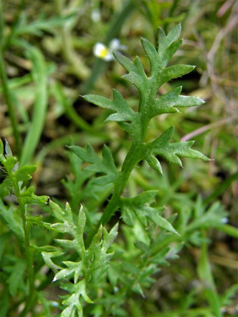 Mák polní (Papaver argemone L.)