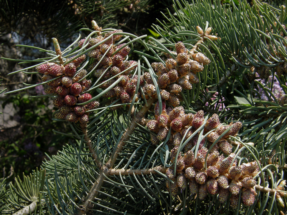 Jedle ojíněná (Abies concolor Gord. et Glend.)