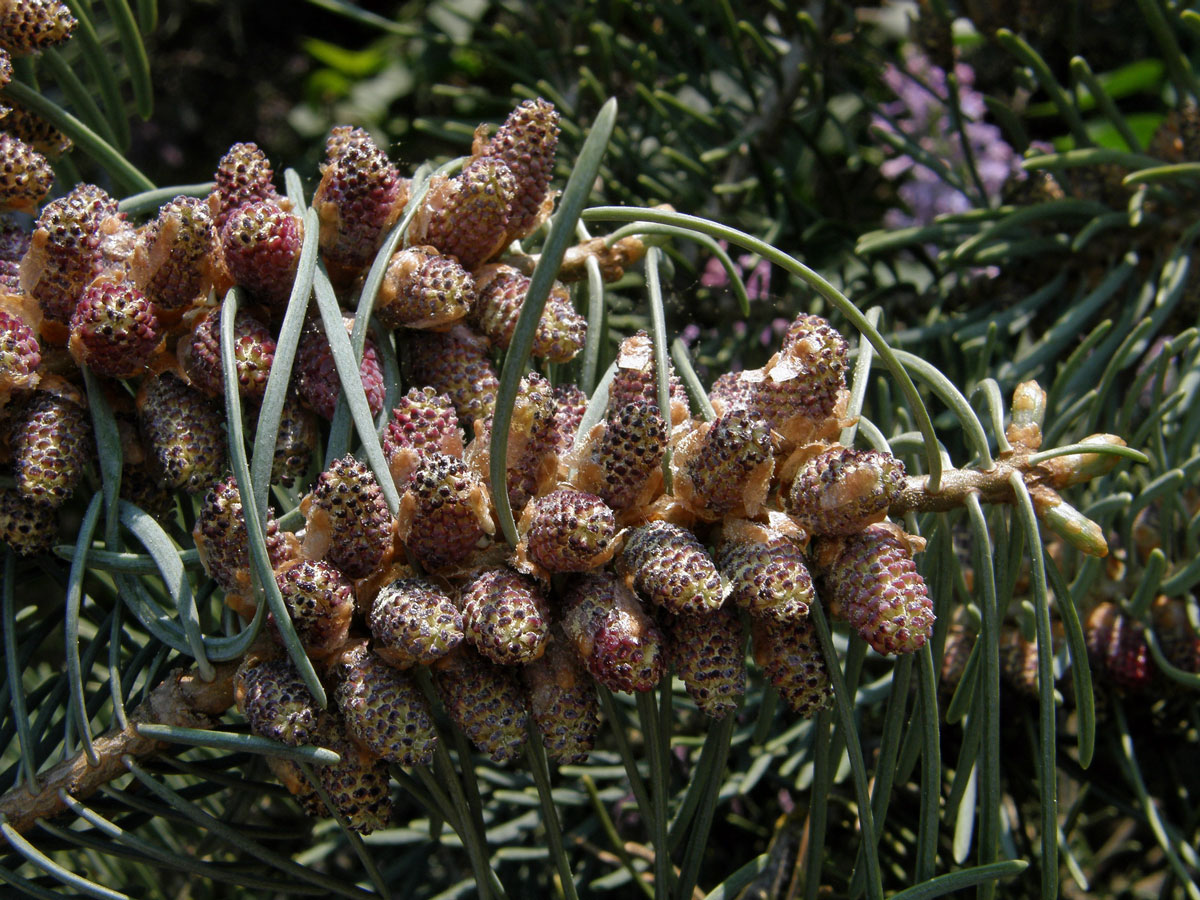 Jedle ojíněná (Abies concolor Gord. et Glend.)