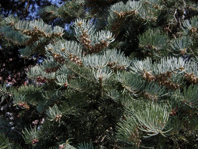 Jedle ojíněná (Abies concolor Gord. et Glend.)