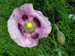 Mák setý (Papaver somniferum L.)