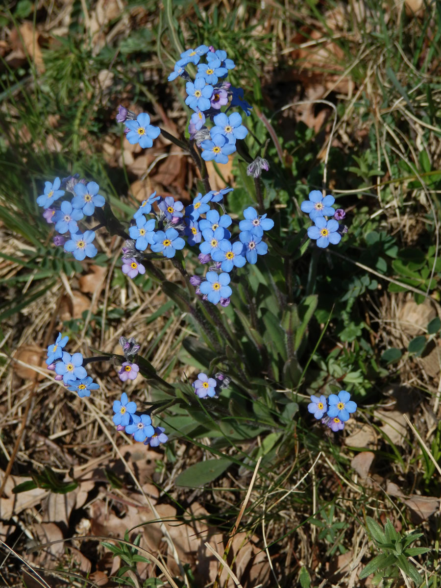 Pomněnka úzkolistá (Myosotis stenophylla Knaf)