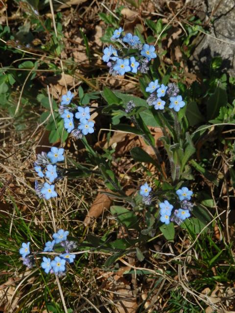 Pomněnka úzkolistá (Myosotis stenophylla Knaf)