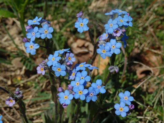 Pomněnka úzkolistá (Myosotis stenophylla Knaf)