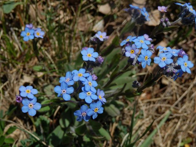 Pomněnka úzkolistá (Myosotis stenophylla Knaf)