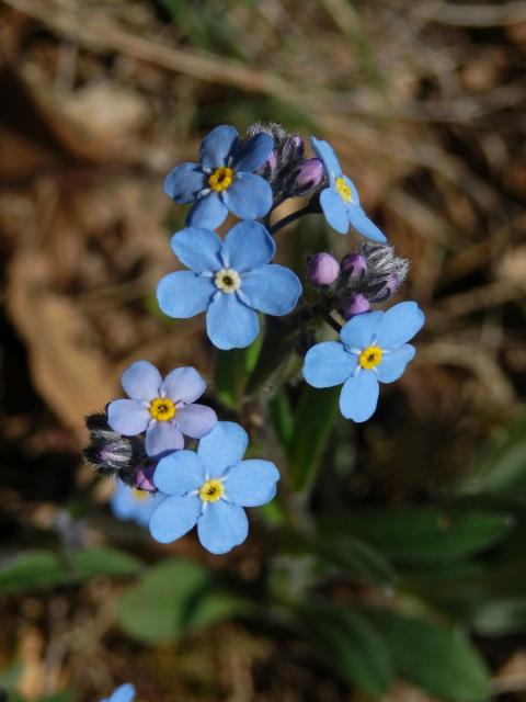 Pomněnka úzkolistá (Myosotis stenophylla Knaf)