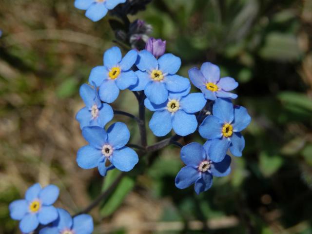 Pomněnka úzkolistá (Myosotis stenophylla Knaf)