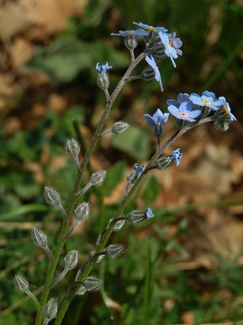 Pomněnka úzkolistá (Myosotis stenophylla Knaf)