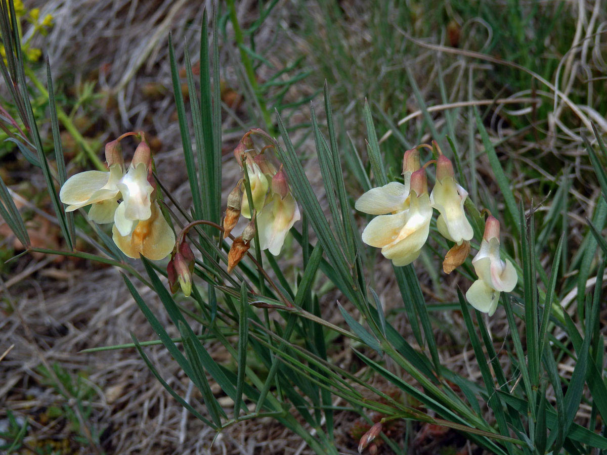 Hrachor panonský chlumní (Lathyrus panonicus (Jacq.) Garcke susp. collinus (Ortmann) Soó)